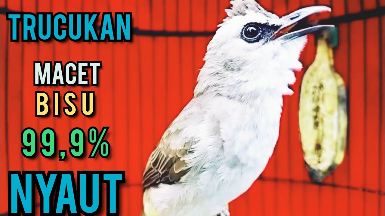 TRUCUKAN MALAS BUNYI SUSAH GACOR PUTARKAN PANCINGAN INI ‼️ 99,9% IKUT NYAUT GACOR NGROPEL SEKETIKA