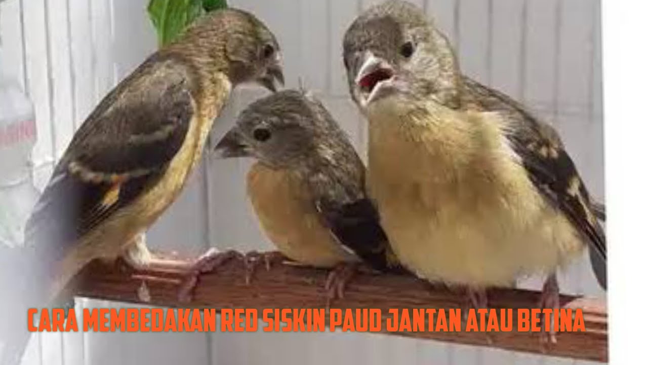 Cara Mudah Membedakan Trotol Red Siskin Jantan dan Betina || 100% Mudah