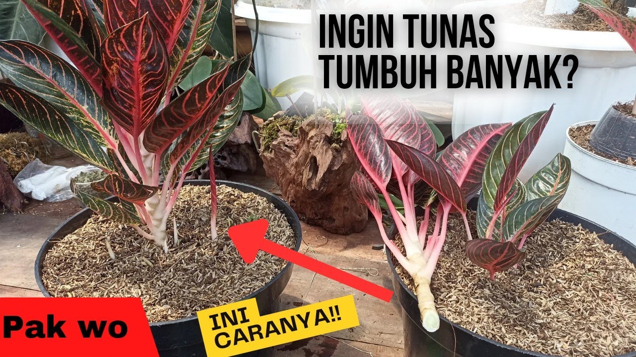 Cara Supaya Aglonema Red Sumatra Banyak Anak