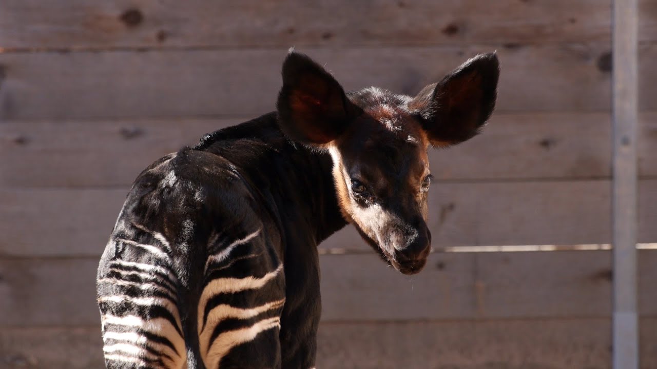 First Successful Okapi Birth at the Houston Zoo!