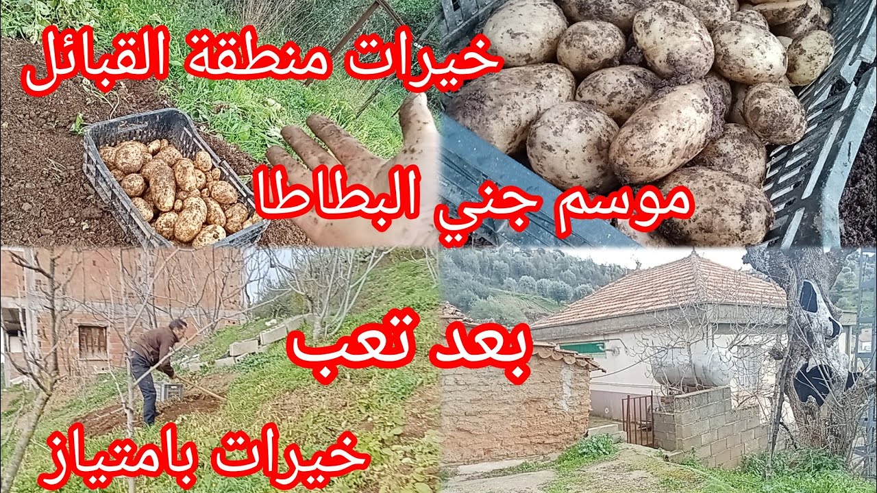  Récolte de pommes de terre au cœur du djurdjura .موسم حصاد البطاطا في قلب جبال القبائل.