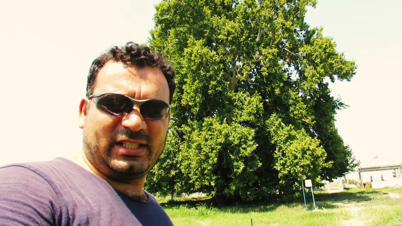Düldül çinarı