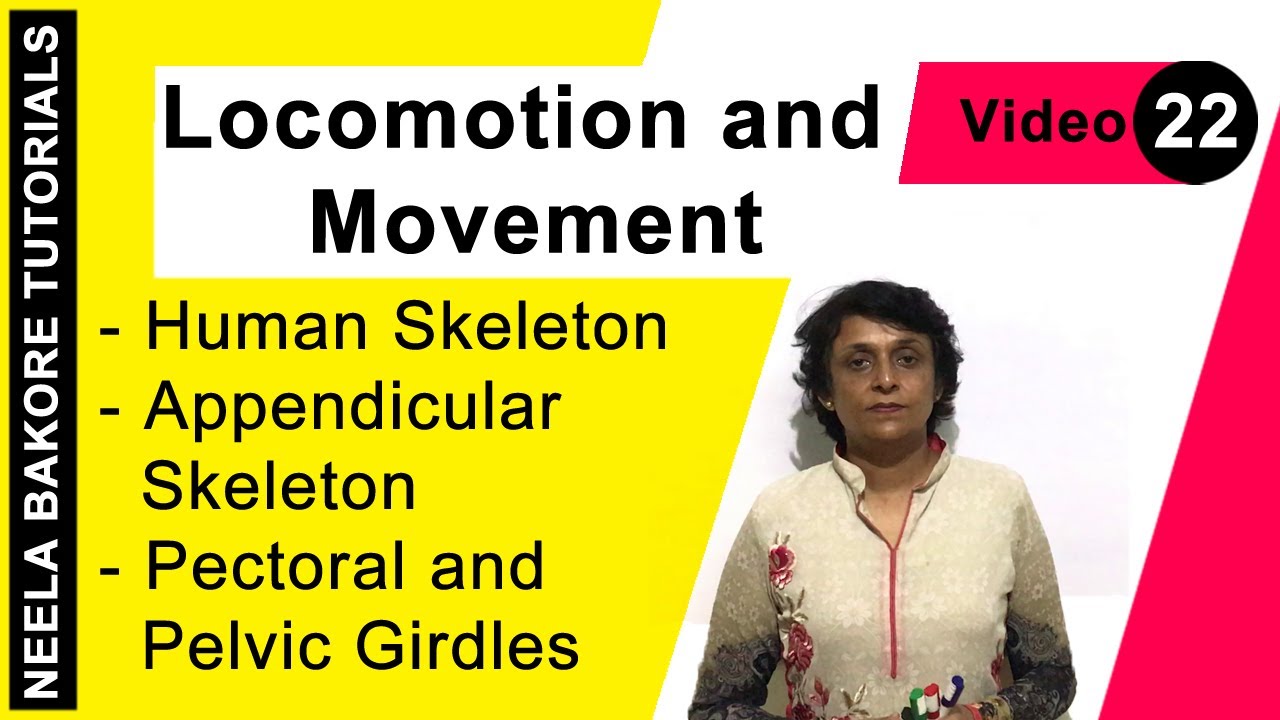 Locomotion and Movement | NEET | Human Skeleton - Appendicular Skeleton - Pectoral & Pelvic Girdles