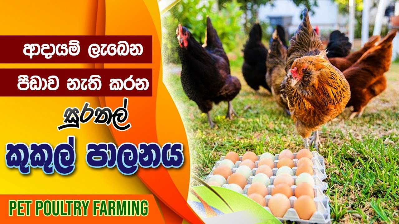 Poultry Farming,profitable and happy poultry farming,