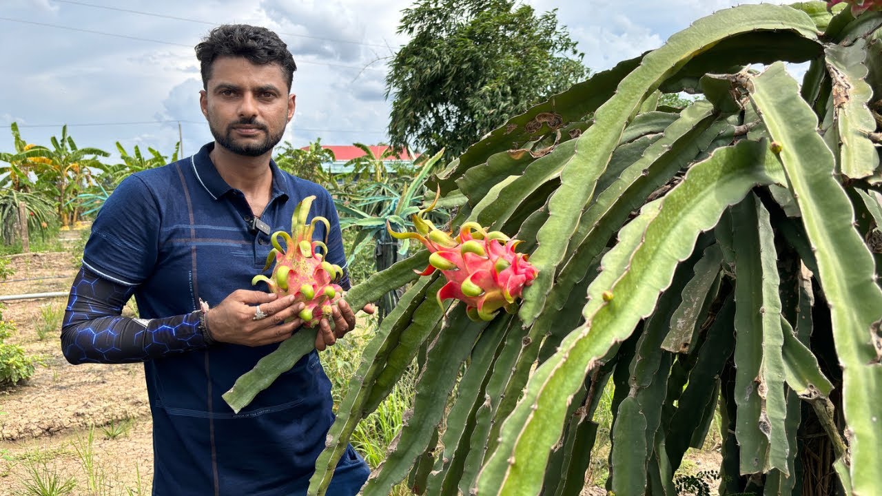 Organic Dragon Fruit Farm in Vietnam #dragonfruitplant #dragon_fruit