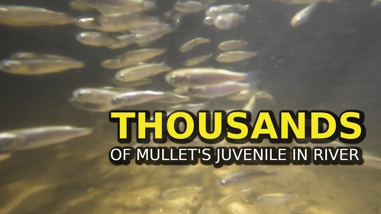 【Animal Addict Clips】Thousands of Mullet's Juvenile in School