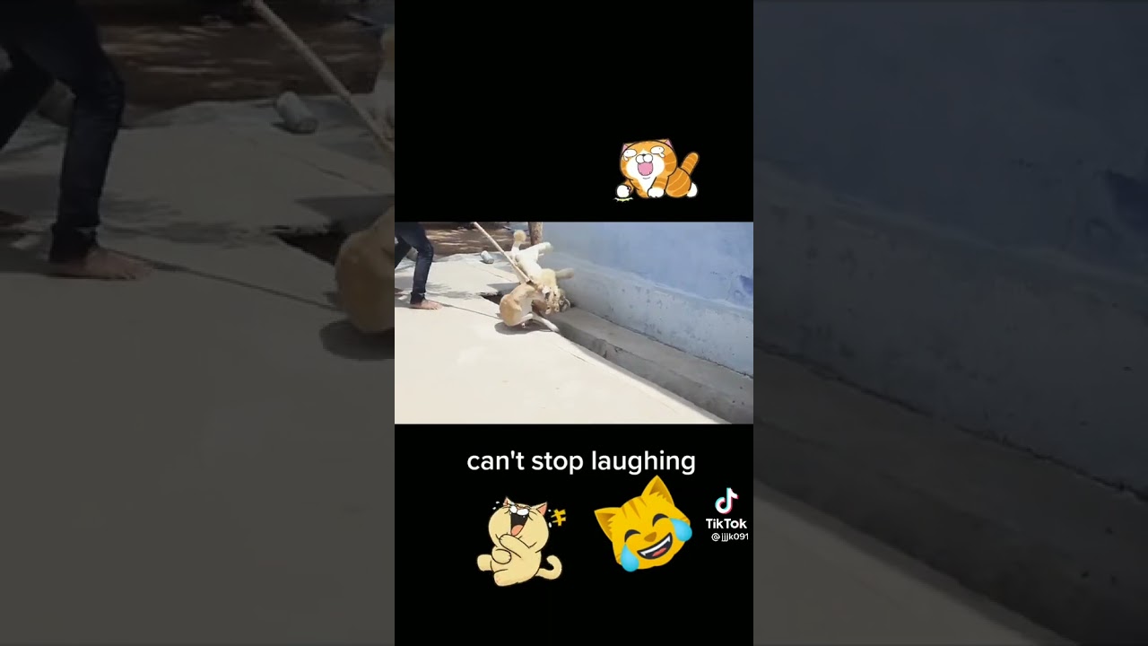 Straszenie psa tygrysem 😂😂😂