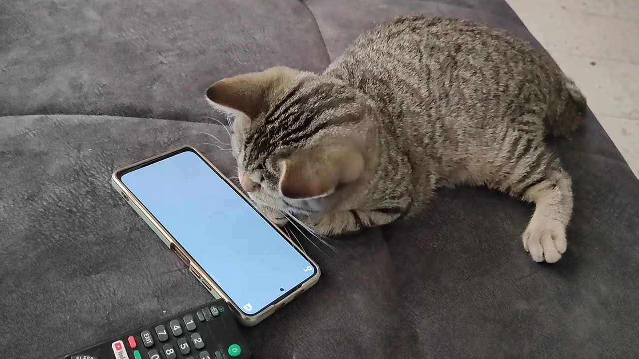 Gamer Cat: Can He Catch the Fish? 🐾🐟