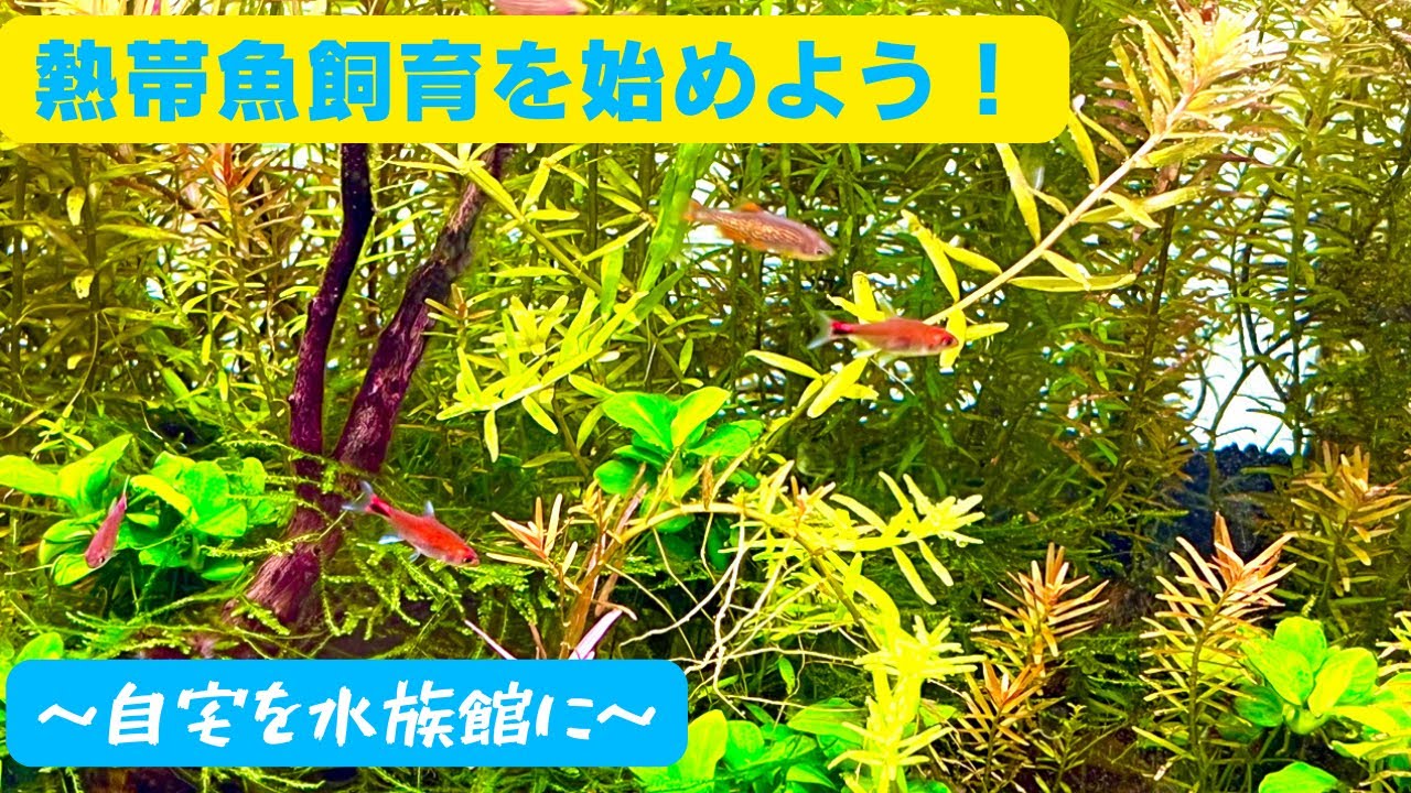 【初心者向け】熱帯魚飼育の始め方！必要な飼育機材を紹介&解説！アクアリウムを始めよう！