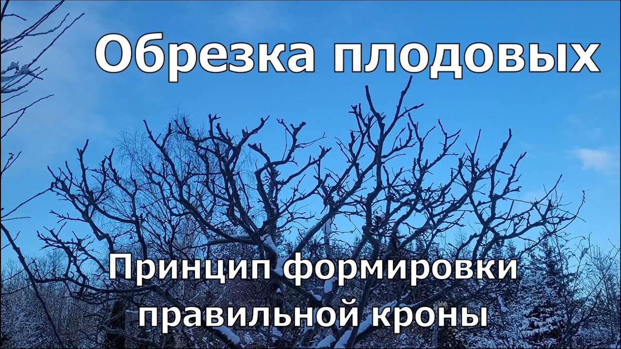 Обрезка плодовых деревьев. Наконец-то добрался до своего сада!