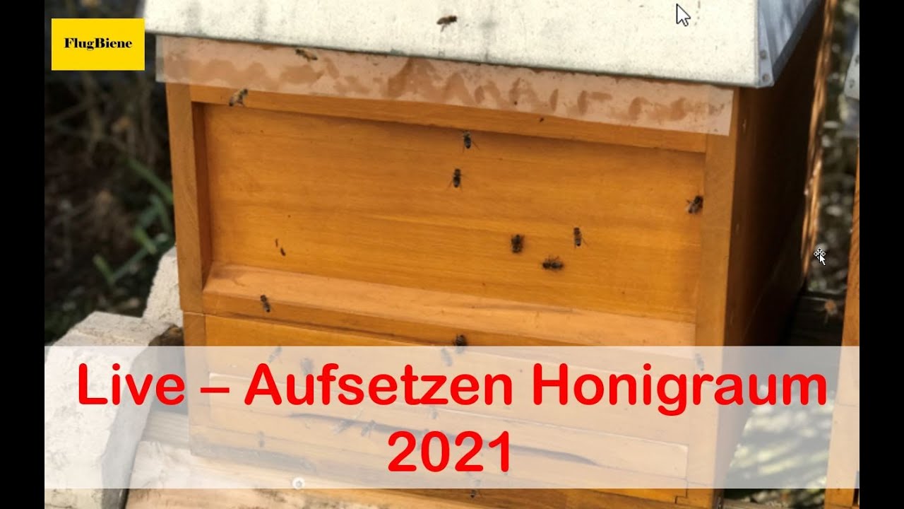 LIVE - Bienen Honigraum aufsetzen 2021