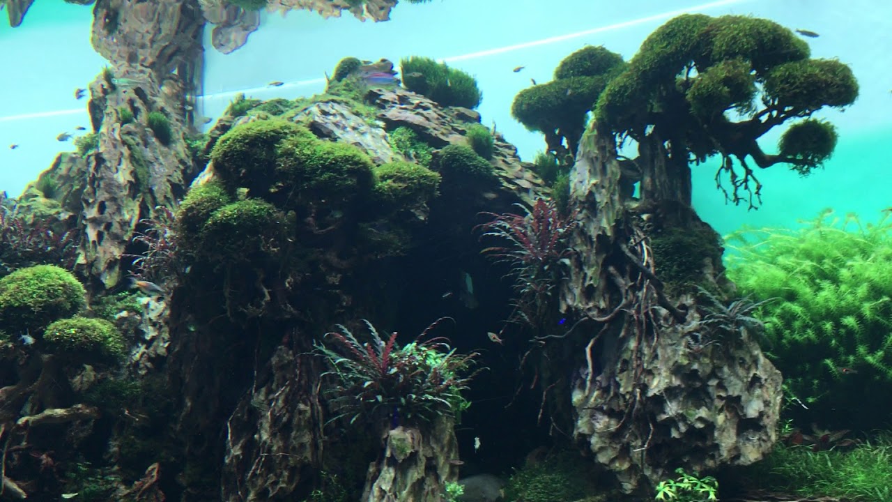 Das neue ZEN Aquarium von Takashi Amano