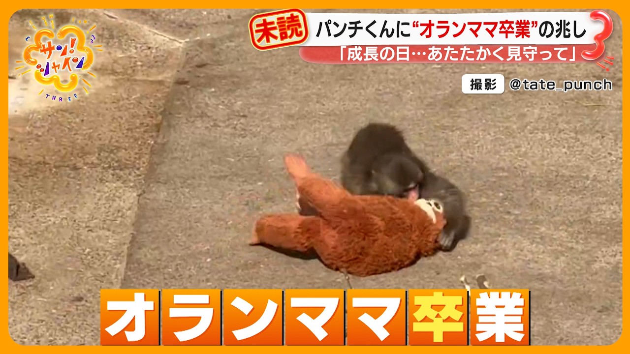 【話題】世界中が注目する“子ザル”パンチくん 仲間とじゃれ合う姿発見！ “オランママ卒業”の兆しか！？【サン！シャインニュース】