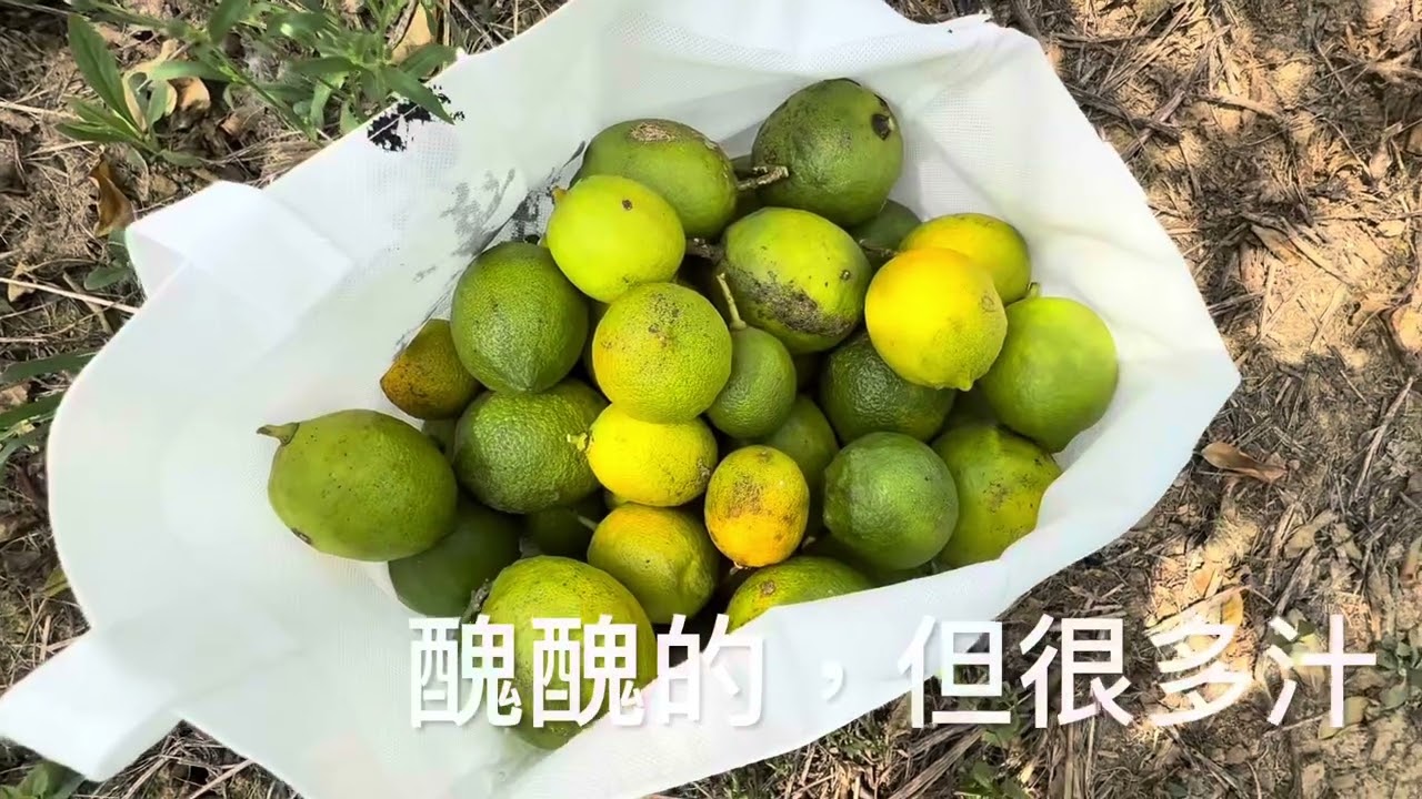 週末農居，第247週 /雙十連假，全心農作 /做二號地步道 /採香蕉，採檸檬，成為農產品大富翁