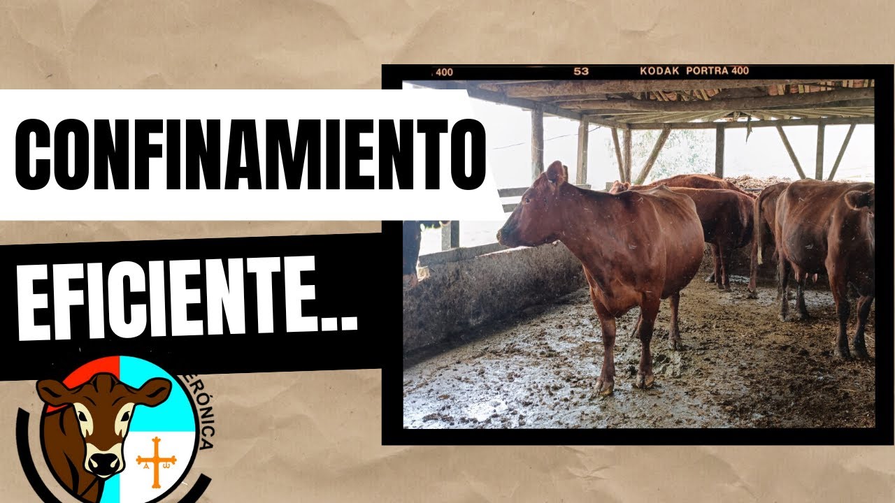 TAREAS PARA MANEJAR UN ESTABLO EFICIENTE CON PASTOS DE CORTE