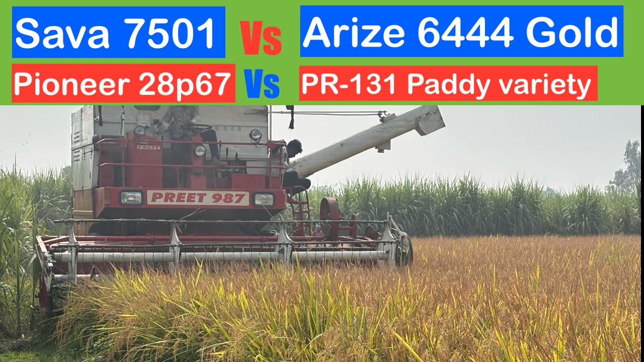 Sava 7501 Vs Arize 6444 gold Vs Pioneer 28p67 Vs PR-131 - बेस्ट वैरायटी कौन-सी है 2025 | sava7501