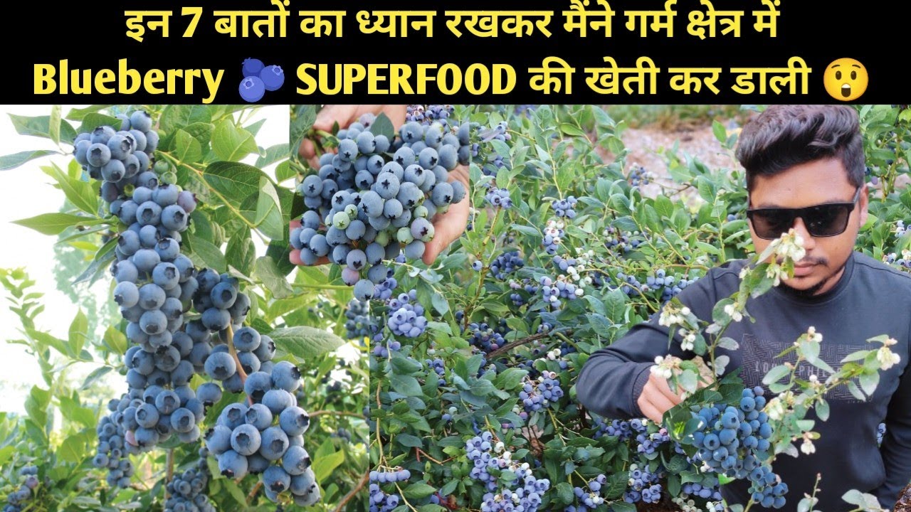 7 Surprising Facts About Blueberry Farming in Hot Climate Conditions #blueberry_flowering