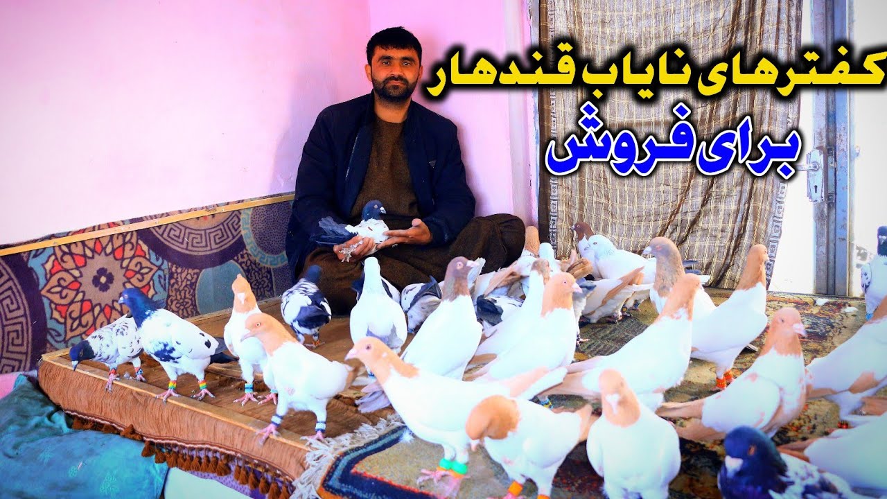کفترهای خاص قندهار | 40 کفتر نایاب قندهاری برای فروش | یک کفتر 10،000 هزار افغانی | دوکان ذکی کابلی 