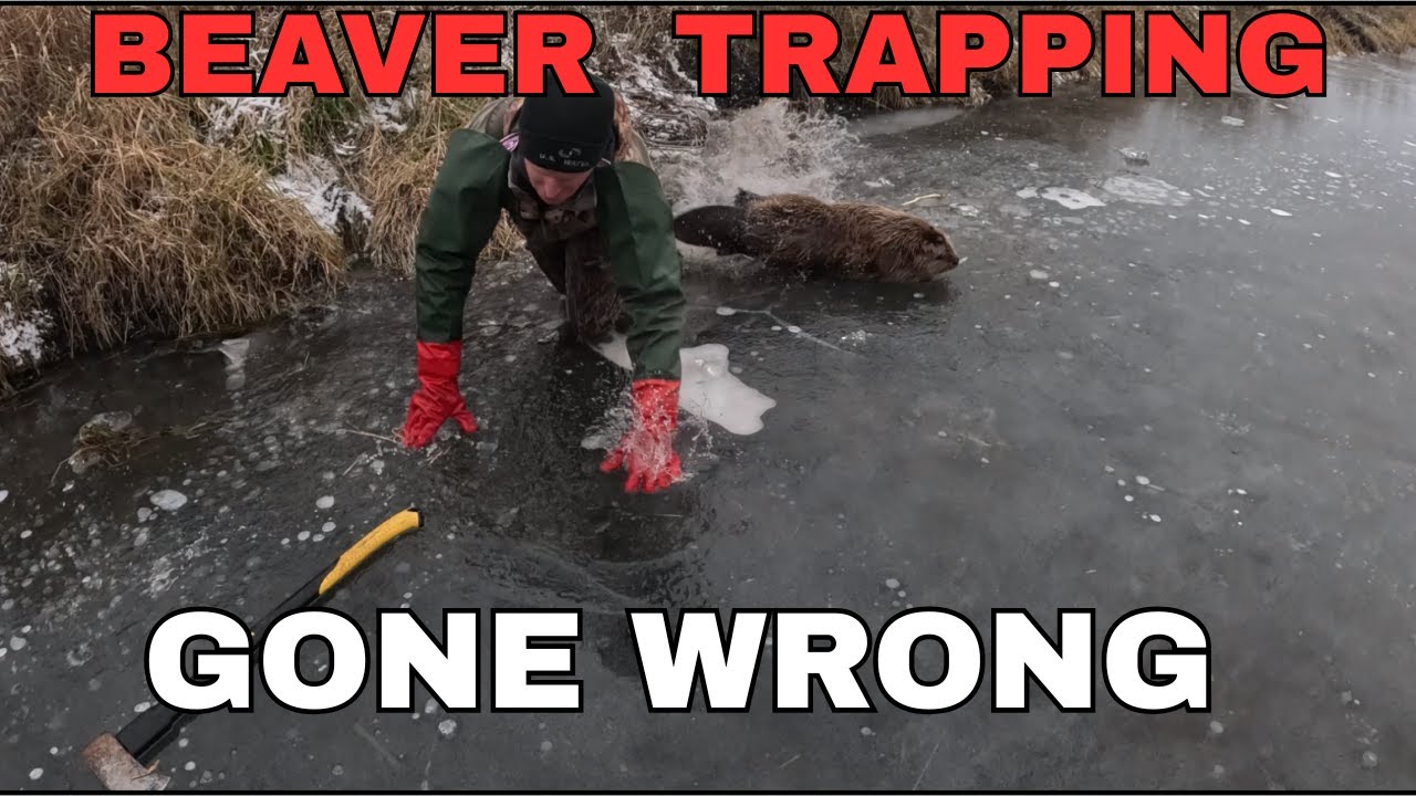 &laquo;Бобр за 100 долларов, который чуть не откусил ногу Джошу!&raquo; #mcsquallers #outdoors #hunting #capping