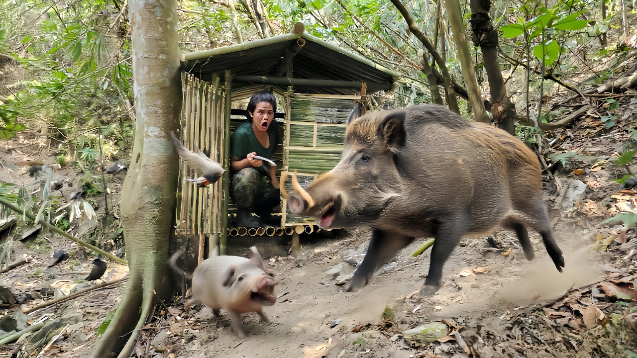survival in the wild, building shelters in the wilderness, escape from the giant wild boar