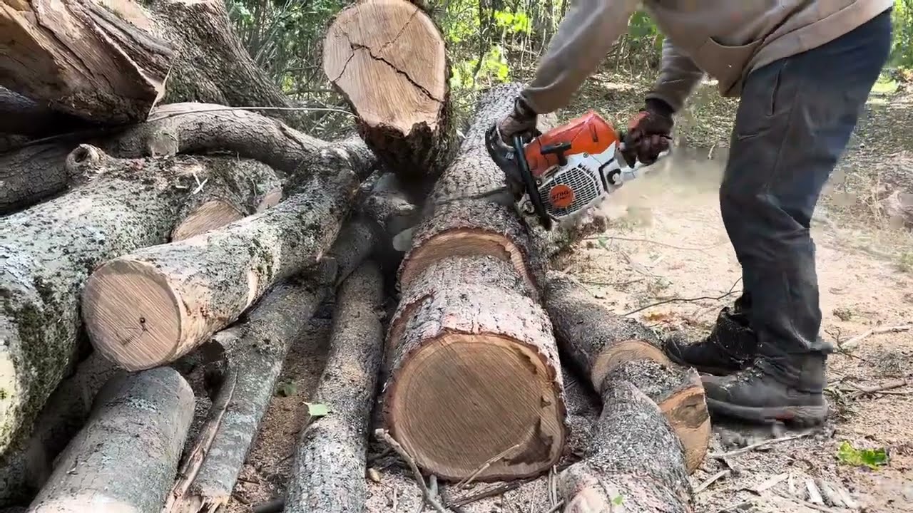 Extreme Chainsaw Power Cutting Massive Logs