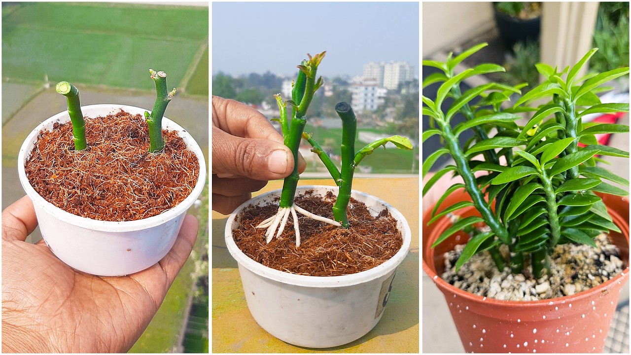 Growing devil backbone plant at home from stem | Simple gardening hack