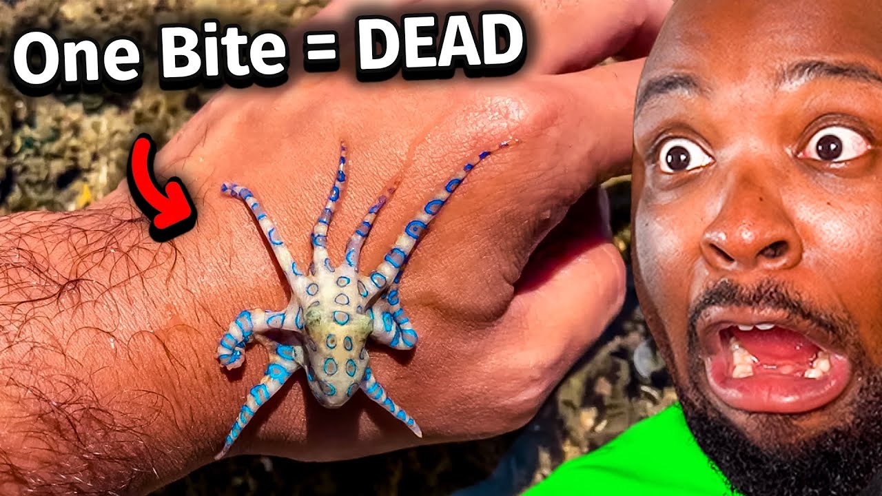 Australia has EVEN MORE Deadly Animals...