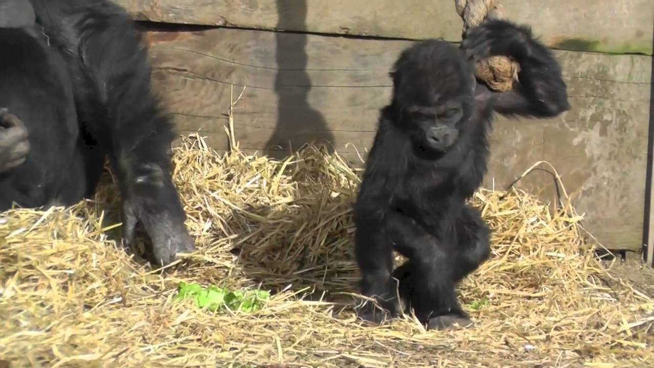 Western Lowland Gorillas (Including Salome And Kukena), Bristol Zoo Gardens (4th February 2013)