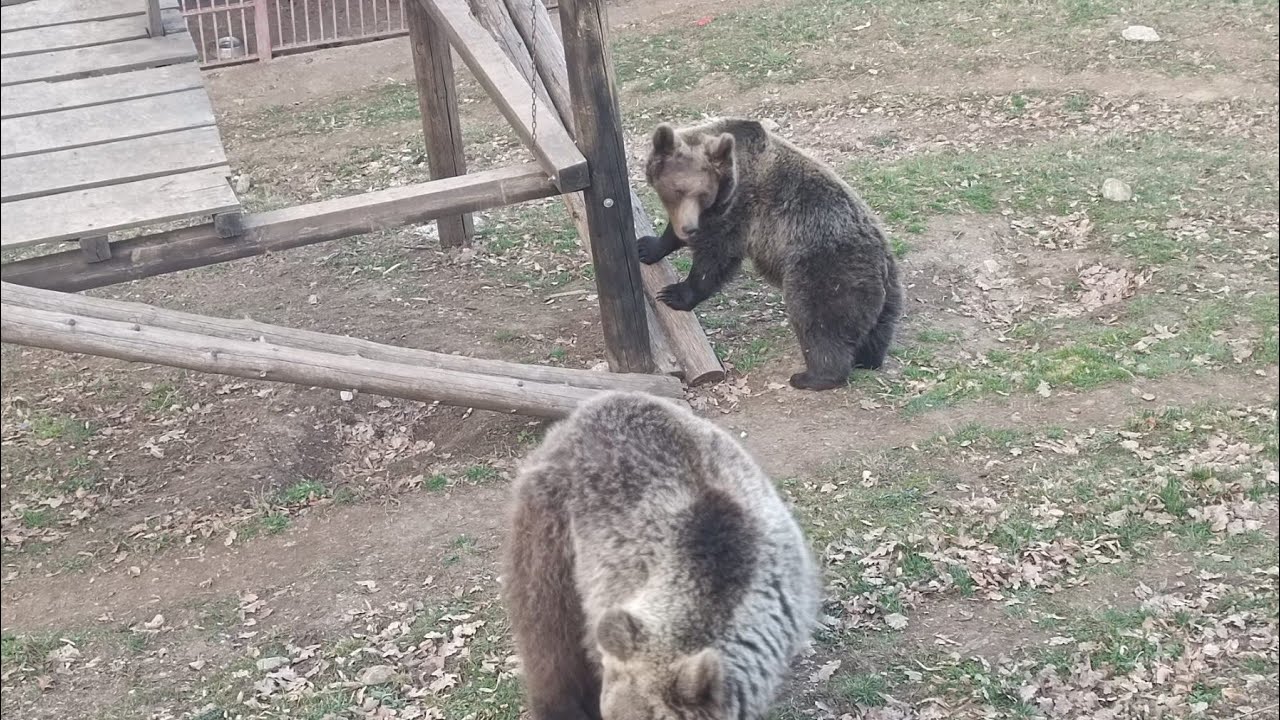 Spasio ih kao male. Sada vole ljude i slatko od višanja!