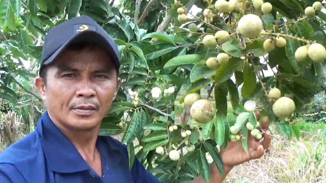 Panduan Lengkap Cara Menanam Kelengkeng  Dari awal sampai Berbuah