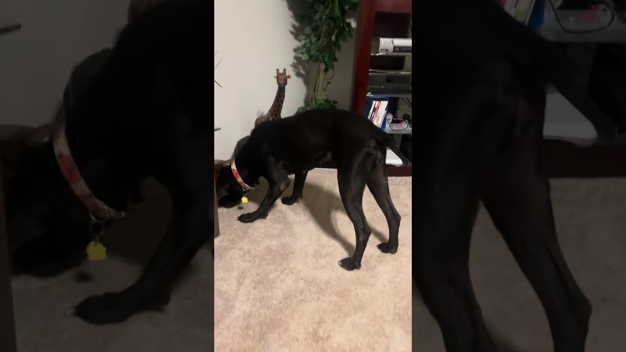 Bailey’s new toy