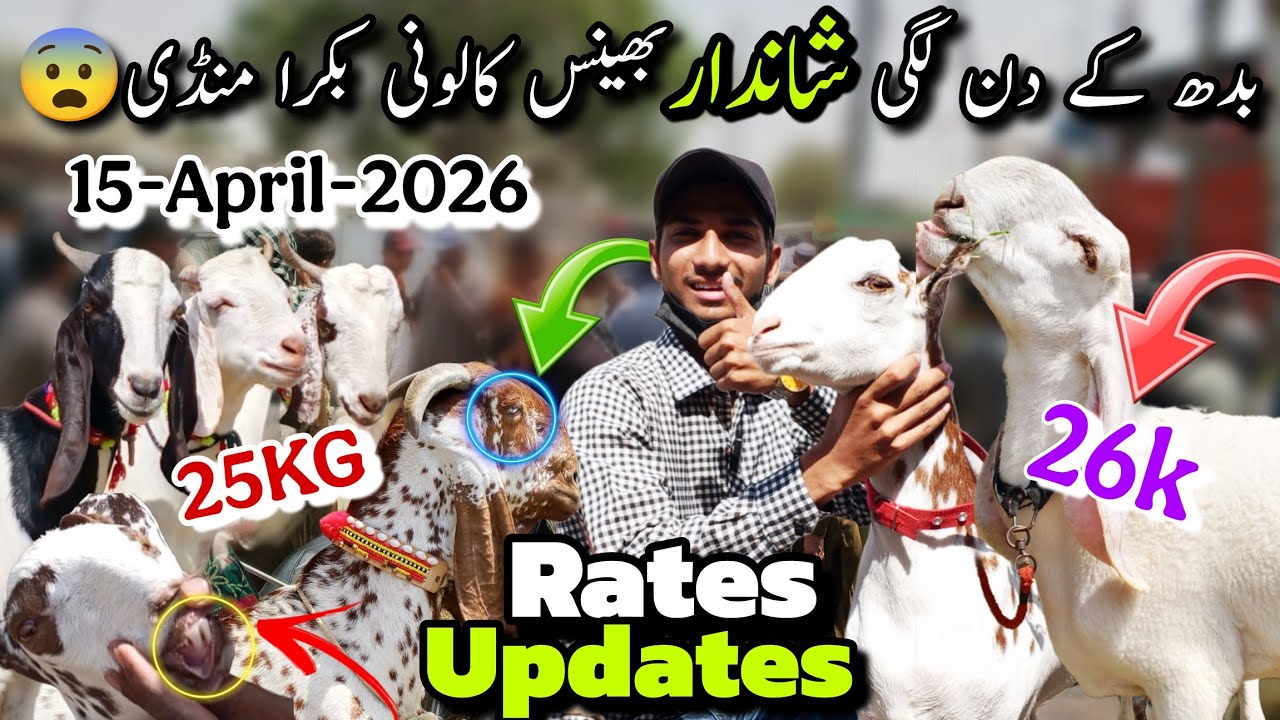 Bhains Colony Bakra Mandi Latest Rates Updates 🚨 | 15-4-2026 | Rates Updates+Barginng😱