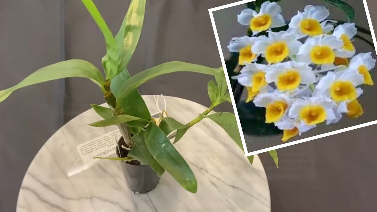 「22089」球花石斛/灯笼石斛【兰花词典33】Den.thyrsiflorum ,有香味儿兰花 //静姐说花