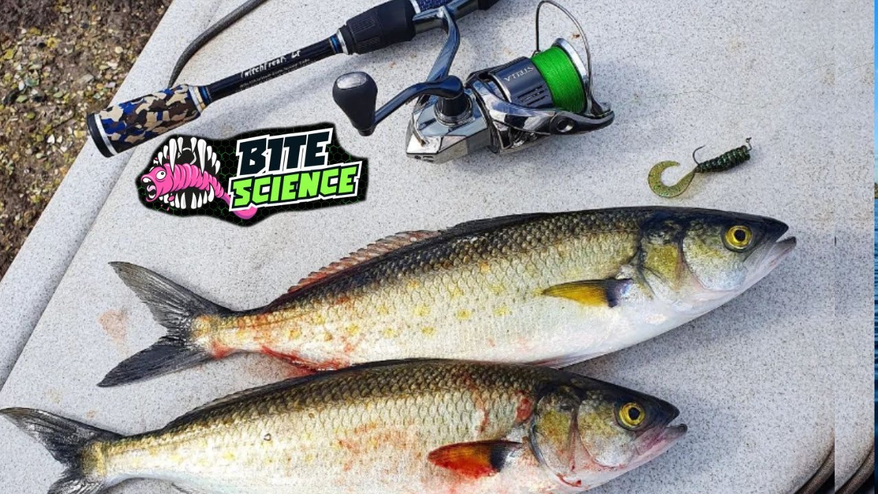 BITE SCIENCE - New AFFORDABLE Soft Plastics that CATCH Fish