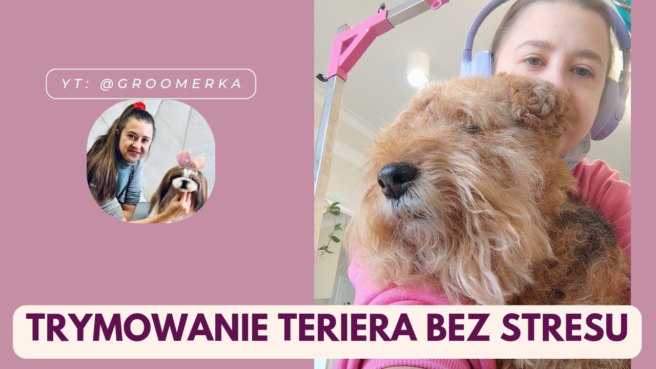 Spokojne trymowanie teriera 🤏🏽 @groomerka 