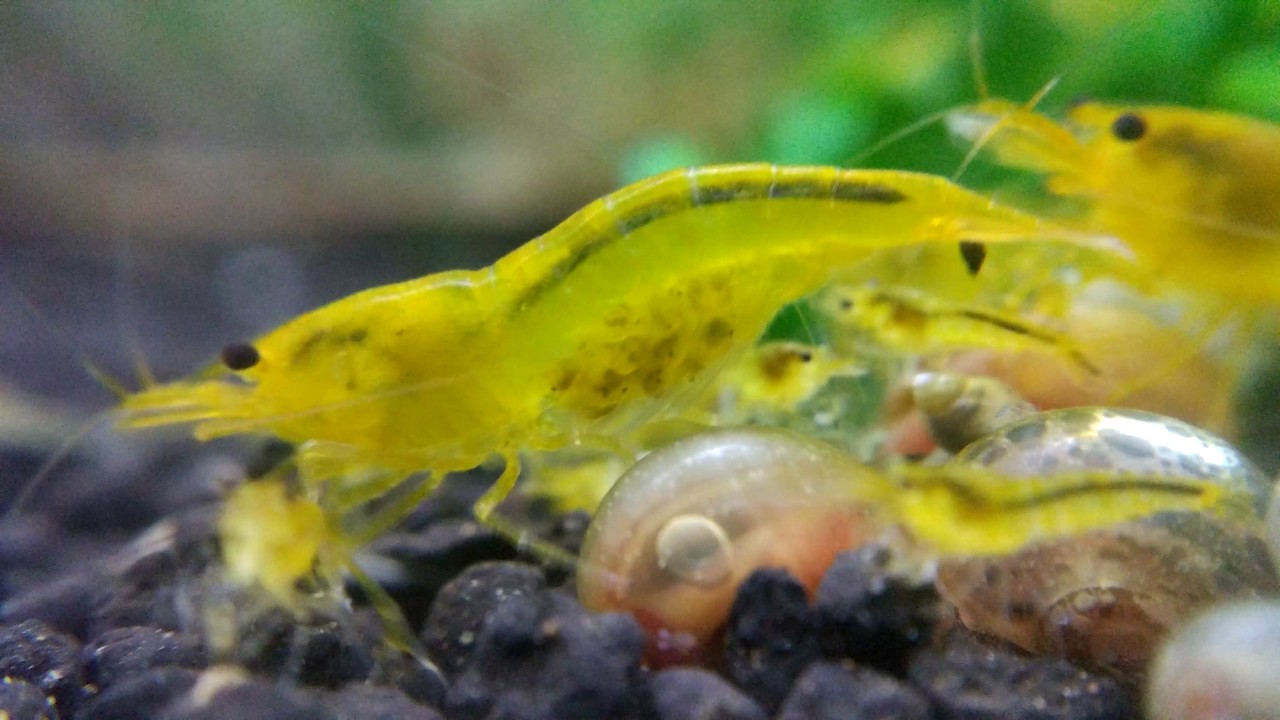 Crevette yellow king Kong