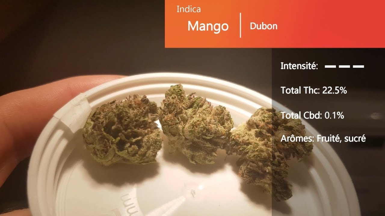 Cannabis r&eacute;cr&eacute;atif SQDC #16: Mango