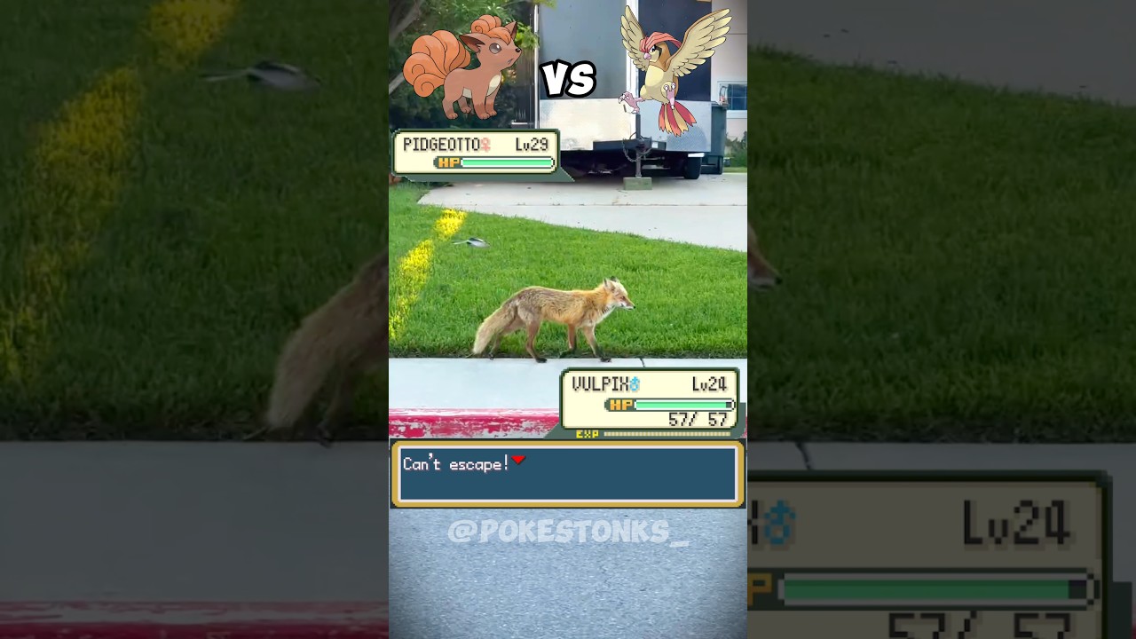 Vulpix 🦊 vs Pidgeotto 🐦 irl #pokemon #pok&eacute;mon #pokemonmemes #pokemoncommunity #memes #fypシ゚viral