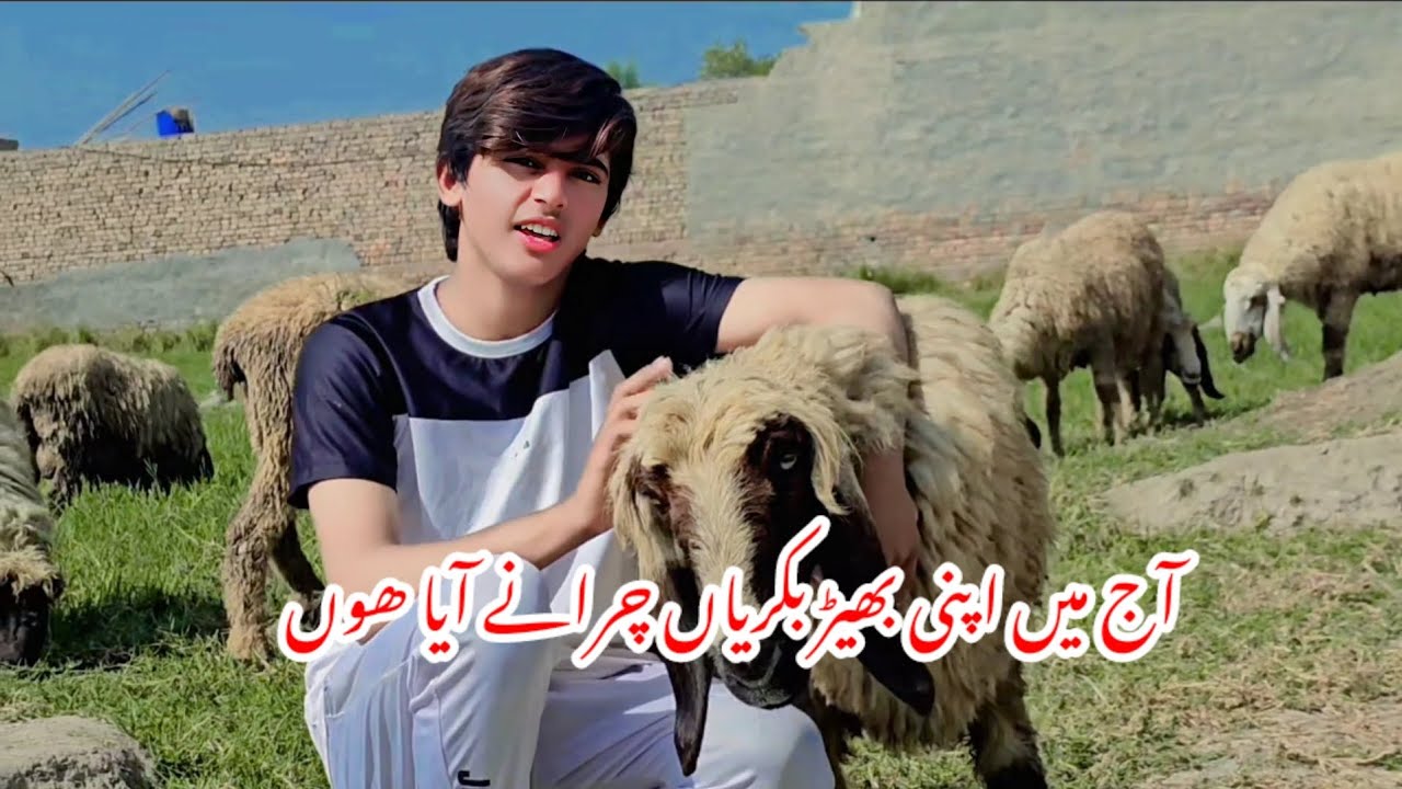 آج میں اپنی بھڑ بکریاں چرانے آیا ھوں || Sunny king new vilog video 2023