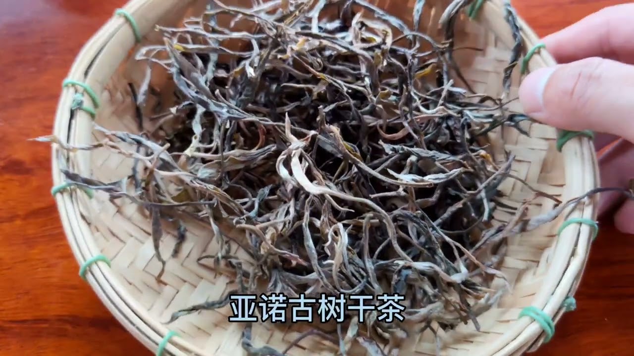 古六大茶山之攸乐，普洱文驱车穿过雨林盘山公路，喝泡亚诺古树茶