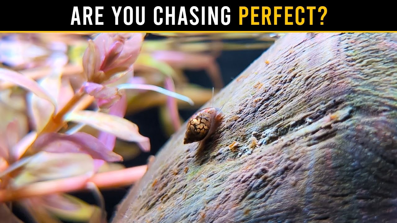 Your Aquarium Doesn't Need To Be PERFECT!