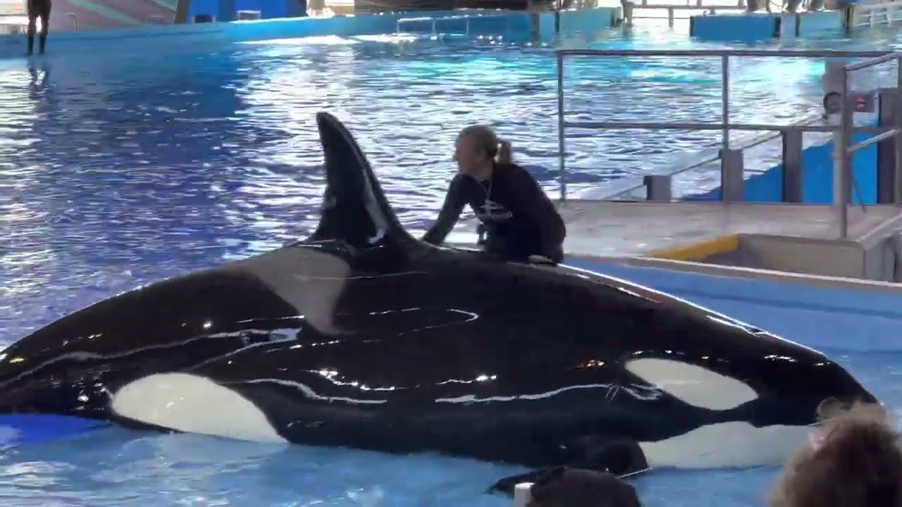 Встреча с косатками в SeaWorld San Antonio — Killer Whales