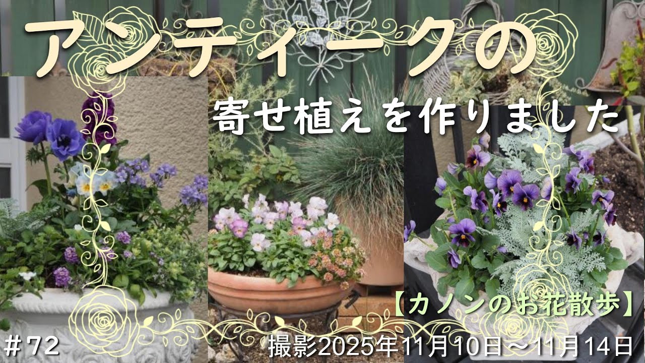 ＃72　晩秋にアンティーク色の寄せ植え作り　白色のレリーフ鉢では魅惑色のパンジー・ビオラ・ストックを引き立てるシルバーリーフと小花とのハーモニー をご覧ください