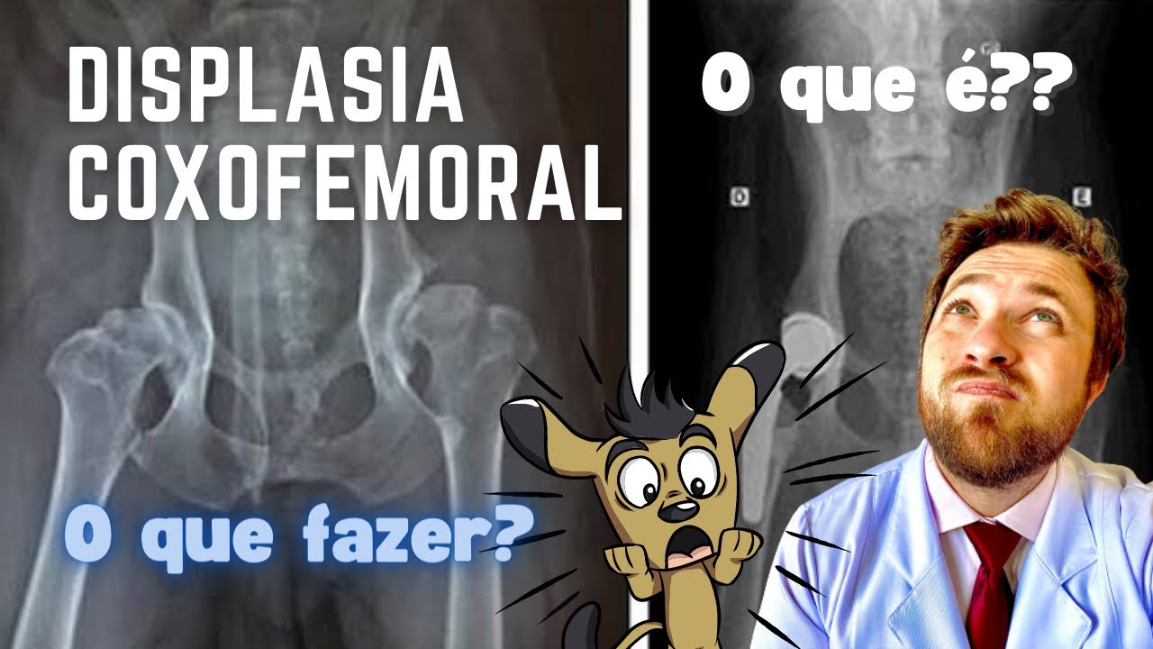 DISPLASIA COXOFEMORAL- O que é e o que fazer?