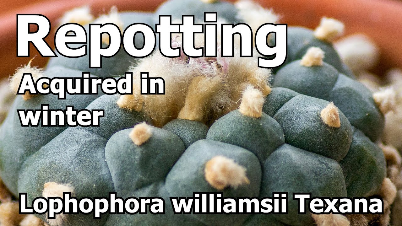 Re-potting: Acquired in Winter - Lophophora williamsii Texana