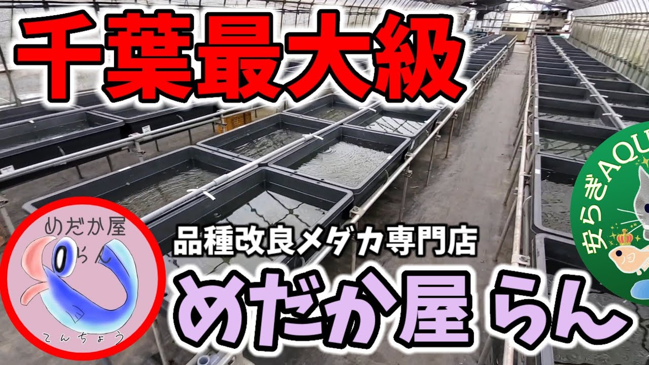 日本一青いめだか‼️千葉最大級の品種改良メダカ専門店【めだか屋らん】ラメ王.黒天幻龍.吽形.アルビノ.鬼青サファイア.ユリシス.安らぎAQUAちゃんねる