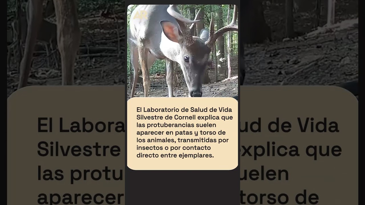 Ciervos con &ldquo;verrugas&rdquo;, expertos explican el fen&oacute;meno viral que alarma al mundo
