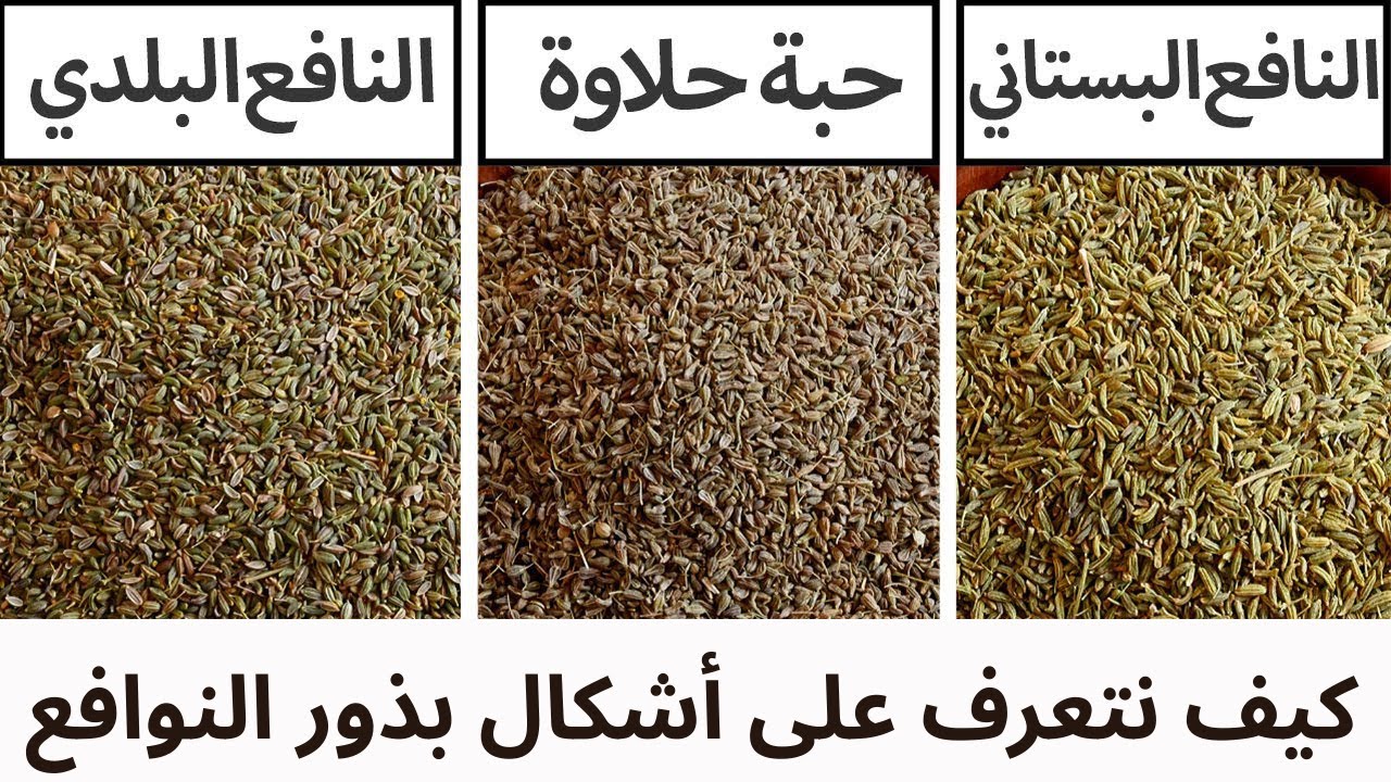 كيف نتعرف على بذوز النافع البستاني (الشمار) حبة حلاوة (الينسون)والنافع البلدي