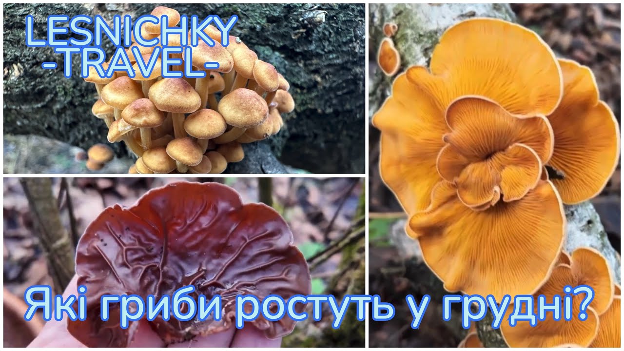 Які гриби ростуть у грудні?