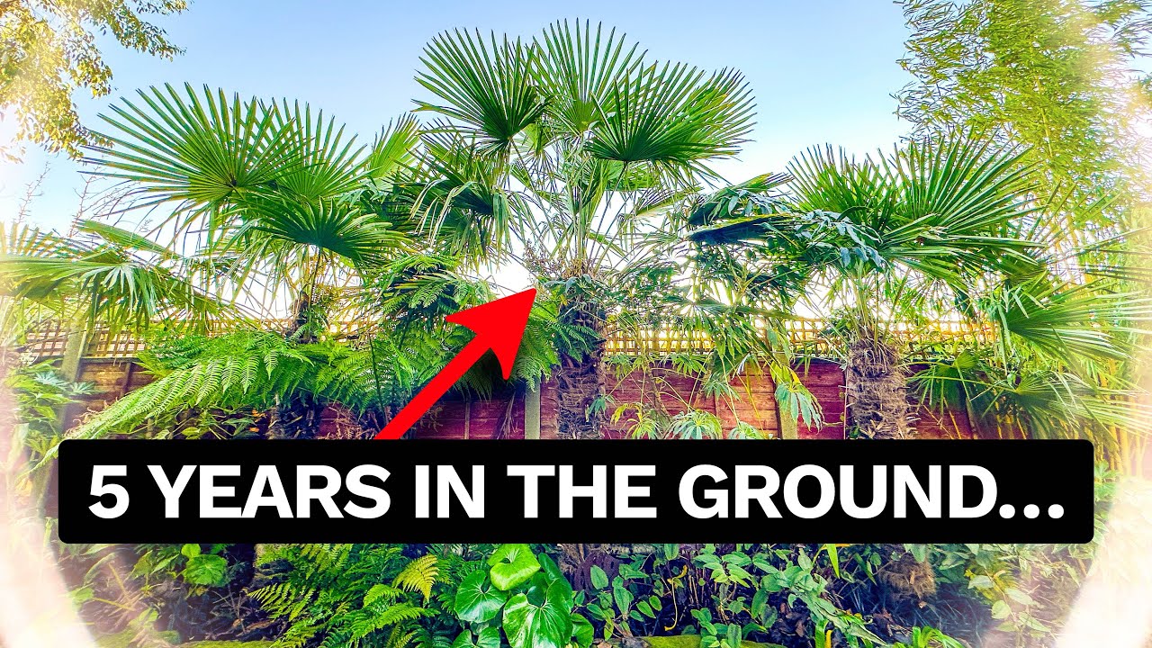 Trachycarpus & Hardy Feather Palm Growth Rates In Our UK Garden 